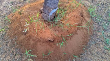 28 Eylül 2020: Reengus, Jaipur, Hindistan: Gün batımında kırsal alanda asfalt yolda seyahat eden otobüs