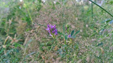 Çan Çiçeği Yayılıyor Campanula patula Yayılıyor Çan Çiçeği