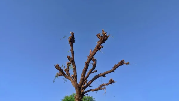 Rajasthan Állam Fája India Levelek Nélküli Régi Khejari Vagy Prosopis — Stock Fotó