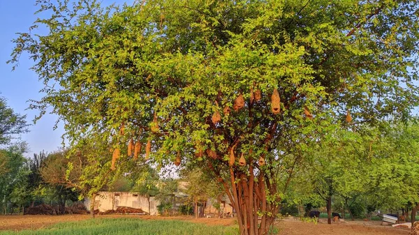 Выборочно Сфокусированное Большое Зеленое Дерево Гнездом Птицы Висящим Ветке — стоковое фото