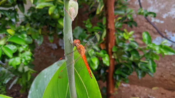 Cerca Hermosa Libélula Canna Yellow King Humbert Flor Planta — Foto de Stock