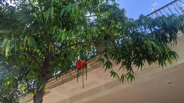 Blommande Ashok Träd Frukt Med Suddiga Gröna Blad Attraktiva Långa — Stockfoto