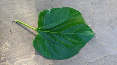 Yerde dut yaprağı var. Bahçeden taze organik yaprak (Morus alba).