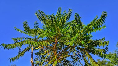 Yeşil dut yaprakları ve mavi gökyüzü arkaplanı olan güzel eski bina..