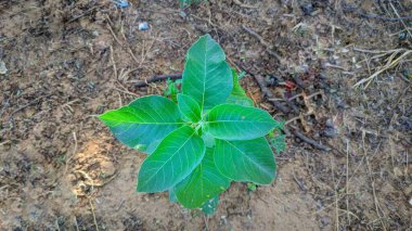 Ashwagandha bitkisi (Withania somnifera, Hint ginsengi, zehirli Bektaşi üzümü veya kış kirazı olarak da bilinir) Solanaceae familyasından bir bitki türü..