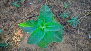 Ashwagandha olarak bilinen Withania Somnifera 'nın kökleri ve portakal kırmızısı meyveleri yüzlerce yıldır tıbbi amaçlar için kullanılmaktadır.