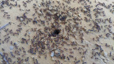 Siyah böcekler yaşıyor. Jaipur, Hindistan 'da çok sayıda karınca, marangoz karınca grubu veya kara karınca (böcek) vardır.