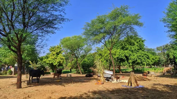 Grandes Árboles Las Tierras Cultivo Árboles Prado Fresco — Foto de Stock