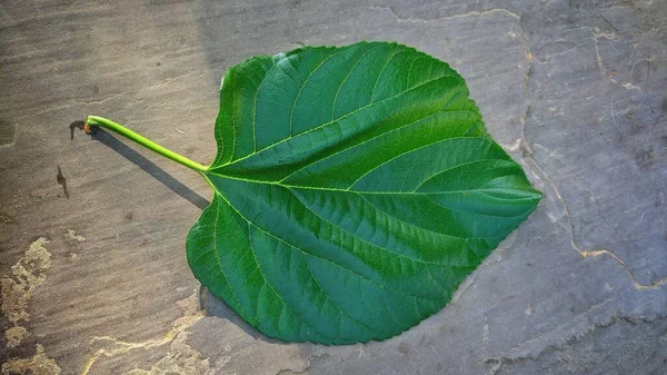 Зеленые Листья Шелковицы Красивом Фоне — стоковое фото