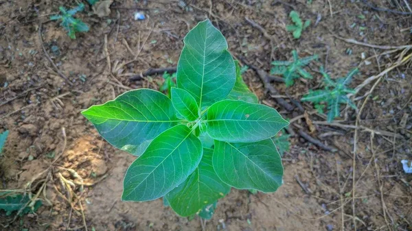 Withania Somnifera Conocida Comúnmente Como Ashwagandha Sus Raíces Frutos Color —  Fotos de Stock