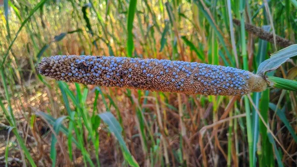 Belle Plante Millet Blanc Pennisetum Glaucum — Photo