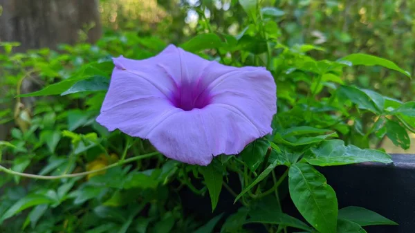 Розово Фиолетовые Текстуры Ichoea Cairica Railway Creeper Выдающийся Цветущий Цветок — стоковое фото