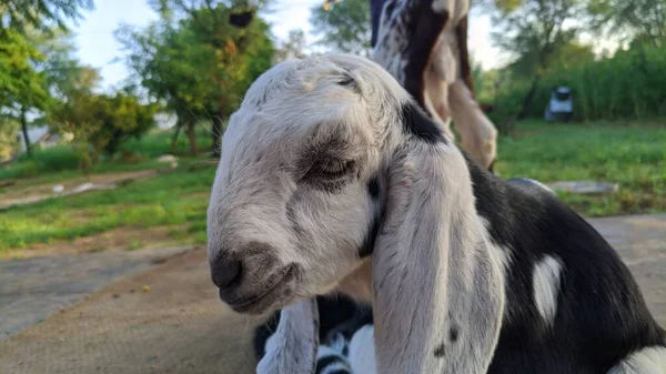 農地に恐れを知らない黒い斑点のある白い色のヤギのリング — ストック写真