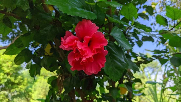 Blossoming Red Gudhal Hibiscus Flower Greenish Blurred Background Fresh Tropical — Stock Photo, Image