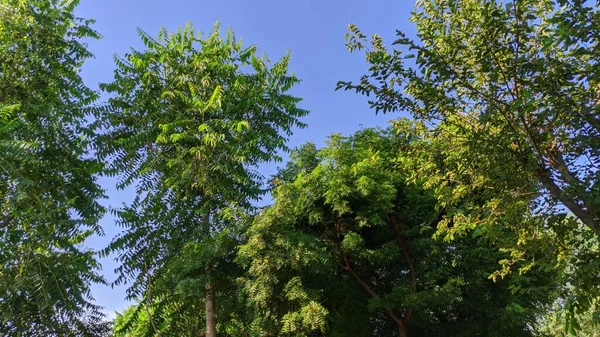 Castor Mullbär Och Neem Träd Azadirachta Indica Mycket Kraftfull Indisk — Stockfoto