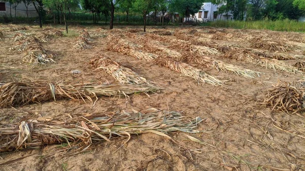 Haz Cultivos Campo Mijo Sorgo Paquete Paja Arroz Seco Amarillo — Foto de Stock