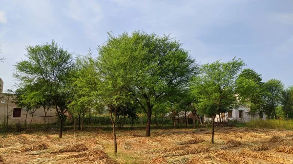 Millet Sorghum Tarlası Yeşil Ağaçlar Tarlada Bir Sürü Mahsul Var — Stok fotoğraf