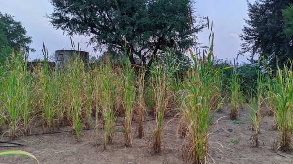 Millet Sorghum Çiftliğinin Yakın Görüntüsü Tarlalarda Güzel Yetişen Bitki — Stok fotoğraf