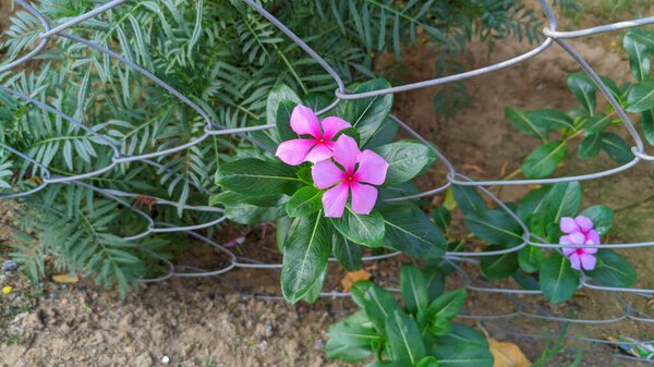 Sadabhar or rose periwinkle, Catharanthus roseus, commonly known as bright eyes, Cape periwinkle, graveyard plant, Madagascar periwinkle, old maid, pink periwinkle view.