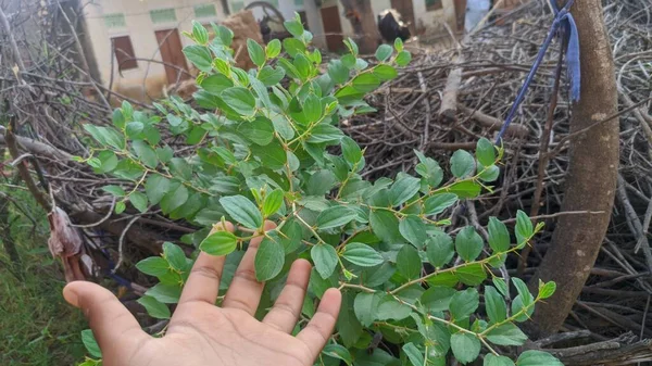 在干燥的秋叶 室外自然背景中 人类手心和绿色新鲜植物的紧密相连 — 图库照片