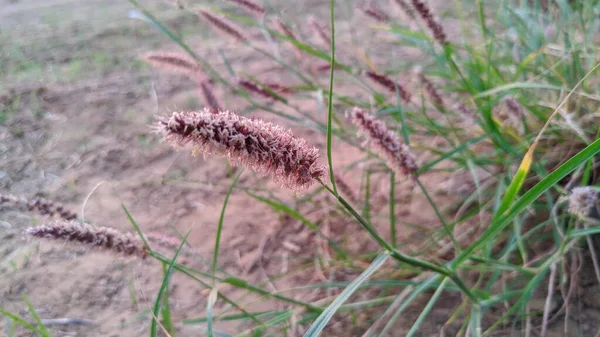 Лекарственный Лат Рэда Бёрнета Sanguisorba Officinalis Многолетняя Трава — стоковое фото