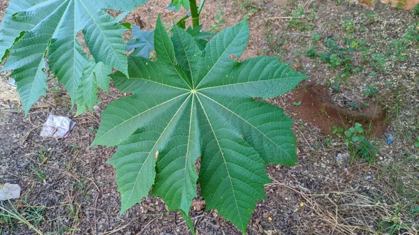 Ботанический Образ Касторовой Фасоли Ricinus Communis Декоративного Быстрорастущего Теплолюбивого Садового — стоковое фото