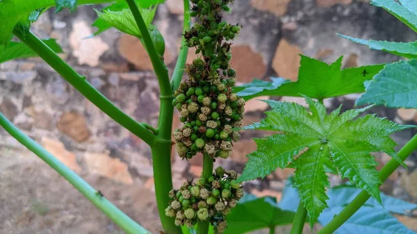 Frijol Ricino Ricinus Communis Planta Jardín Decorativa Crecimiento Rápido Amante — Foto de Stock