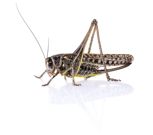 Grasshopper Locust Insect White Background — Stock Photo, Image