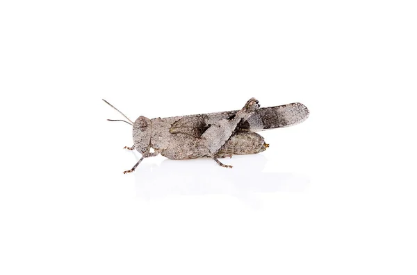 Grasshopper Insect White Background Reflection — Stock Photo, Image