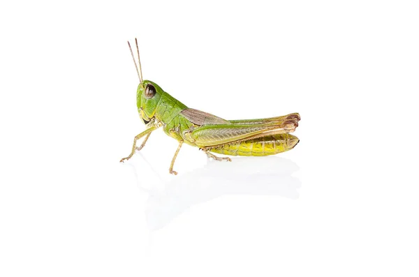 Insecto Saltamontes Verde Sobre Fondo Blanco Con Reflejo —  Fotos de Stock