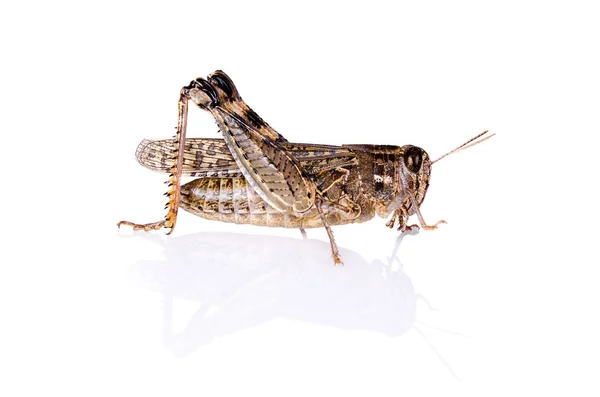Belalang Serangga Pada Latar Belakang Putih Dengan Refleksi — Stok Foto