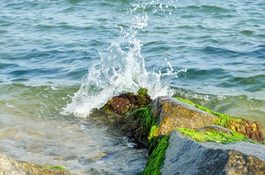 Su denize sıçramaları içine yosun ile bir taş alakadar kırılır