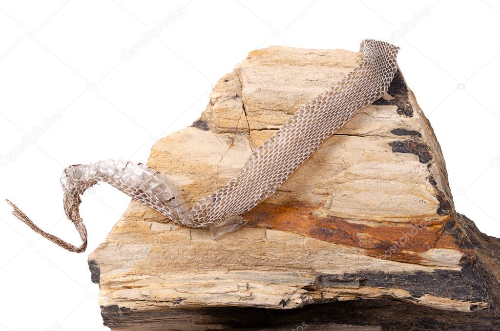 Snake skin after shedding on a stone on a white background
