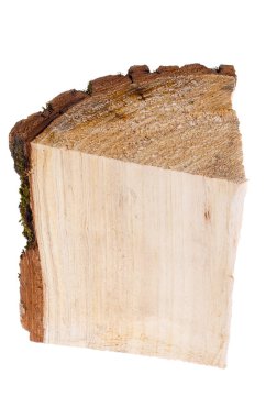 Beyaz bir arka plan üzerinde kesik söğüt ağacı