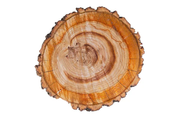 Видел Рубили Абрикосовое Дерево Белом Фоне Кольца Года — стоковое фото
