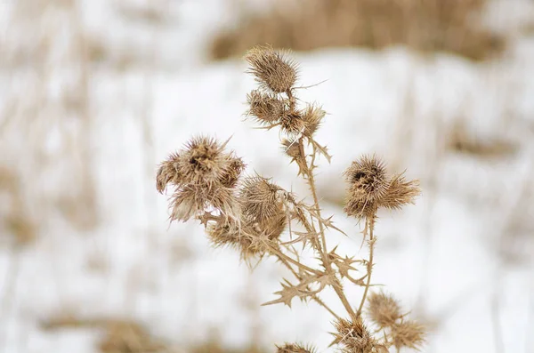 Рослина Сухий Будяк Фоні Снігу — стокове фото