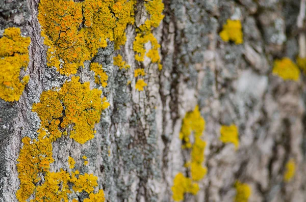 Hřib Žlutý Lišejník Kůře Stromů — Stock fotografie
