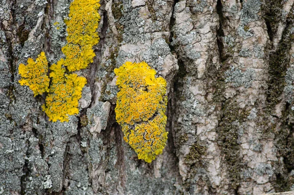 Yellow Lichen Mushroom Tree Bark — Stock Photo, Image
