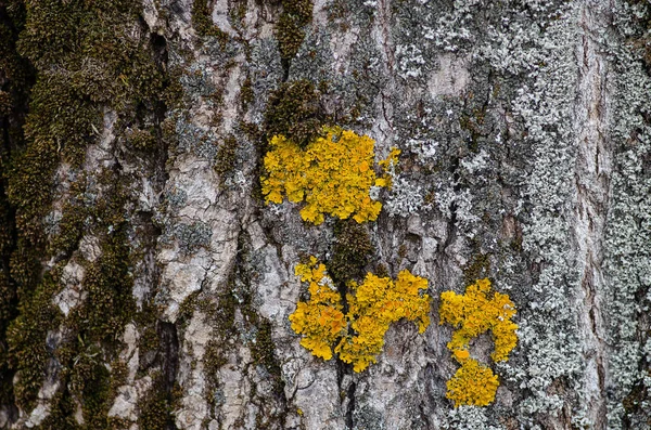 Hřib Žlutý Lišejník Kůře Stromů — Stock fotografie
