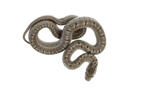 Beyaz arka planda desenli Coluber veya yılan