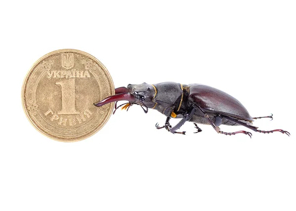 Escarabajo Ciervo Arrastra Una Moneda Sobre Fondo Blanco Idea Para —  Fotos de Stock