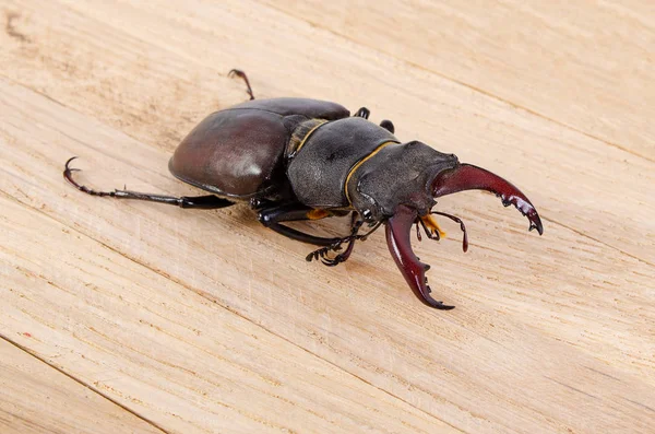 Maggiolino Cervo Sfondo Legno — Foto Stock