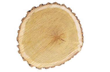 Beyaz arka planda dut ağacı dilimi