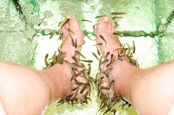 Garra Rufa balık bir akvaryumda bir kişinin ayakları üzerinde deri yiyor