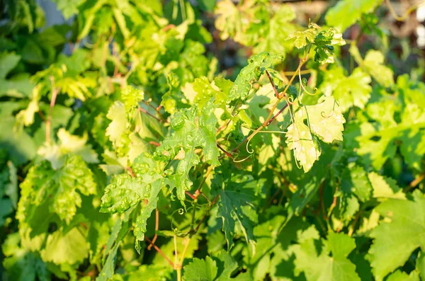 Fungus mildew on a sheet of grapes — Stock Image Fungus Mildew Sheet Grapes Royalty Free Stock Images