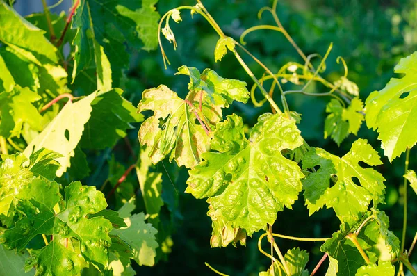 Fungus mildew on a sheet of grapes — Stock Image Fungus Mildew Sheet Grapes Stock Image