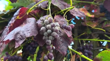 Mantar enfeksiyonu ve tarım, üzüm bağı ve tarım kaybı kavramlarında hasara yol açan hastalıklı üzüm kümesinin videosu
