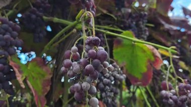 Bitki hastalığından etkilenen üzüm topluluğunun yakın çekim videosu tarımsal, tarımsal ve hayvancılık için zarar görmüş meyve dokusunu gösteriyor.