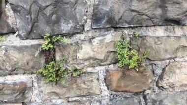Çatlaklardan büyüyen yeşil bitkilerle dolu eski taş duvar ekolojik tasarım, bahçe ve mimari kavramlar için doğal bir zemin oluşturuyor.