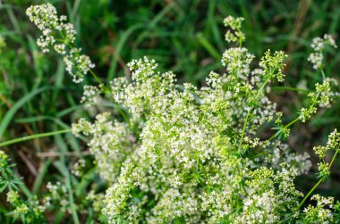 Yaz boyunca yeşil çimenlerde açan küçük beyaz çiçekler bahçe, doğa ve çiçek kavramları için doğal makro arkaplan oluşturur.